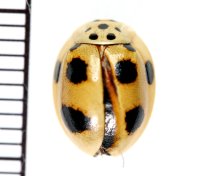 テントウゴキブリの一種　Prosoplecta sp.  フィリピン(ミンダナオ島)