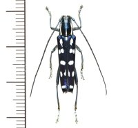 カミキリムシの一種　 Glenea elegans　♂　インドネシア（アンボン島）