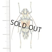 カミキリムシの一種　 Glenea sarasinorum　♂　インドネシア（セレベス島）