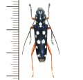 カミキリムシの一種 　Glenea sp.  ♀　 ベトナム(ベトナム中部)