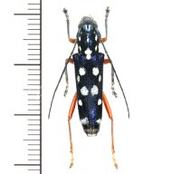 カミキリムシの一種 　Glenea sp.  ♀　 ベトナム(ベトナム中部)