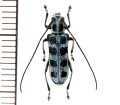 カミキリムシの一種　Pareutetrapha nigromaculata  ♀  ベトナム(ベトナム北東部)