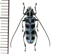カミキリムシの一種　Pareutetrapha nigromaculata  ♀  ベトナム(ベトナム北東部)