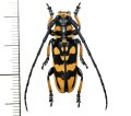 カミキリムシの一種 　Eutaenia corbetti  ♀  ベトナム(ベトナム南部)