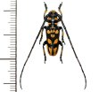 カミキリムシの一種 　Eutaenia corbetti  ♂  ベトナム(ベトナム南部)