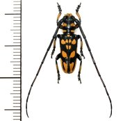 カミキリムシの一種 　Eutaenia corbetti  ♂  ベトナム(ベトナム南部)