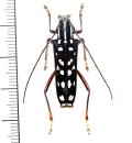 カミキリムシの一種　Glenea changchini　♀　 ベトナム(ベトナム北部)