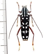 カミキリムシの一種　Glenea changchini　♀　 ベトナム(ベトナム北部)