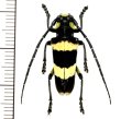 カミキリムシの一種 　Thermistis croceocincta　♂　 ベトナム北東部