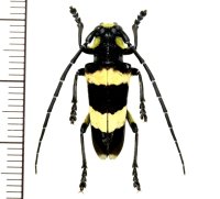 カミキリムシの一種 　Thermistis croceocincta　♂　 ベトナム北東部