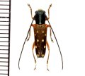 カミキリムシの一種　Glenea maunieri　♂　 ベトナム(ベトナム北部)