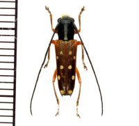 カミキリムシの一種　Glenea maunieri　♂　 ベトナム(ベトナム北部)