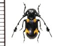 オオキノコムシ擬態のカミキリムシの一種　Cerambycid species  ベトナム(ベトナム中部)