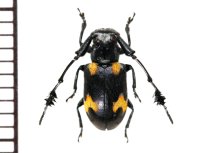 オオキノコムシ擬態のカミキリムシの一種　Cerambycid species  ベトナム(ベトナム中部)