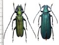 カミキリムシの一種　Vietetropis viridis　ペア　 ベトナム北東部