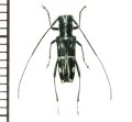 カミキリムシの一種　Glenea pseudosuavis　♂　フィリピン(ルソン島)