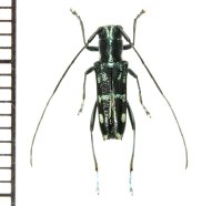 カミキリムシの一種　Glenea pseudosuavis　♂　フィリピン(ルソン島)