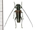 カミキリムシの一種　Glenea sp.  ♂  フィリピン(ルソン島)