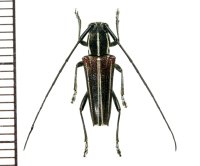 カミキリムシの一種　Glenea sp.  ♂  フィリピン(ルソン島)