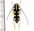 カミキリムシの一種　Glenea quadriochreomaculata  ♀  フィリピン(ネグロス島)