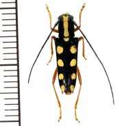 カミキリムシの一種　Glenea quadriochreomaculata  ♀  フィリピン(ネグロス島)