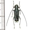 カミキリムシの一種　Glenea sp.  ♂  フィリピン(ミンダナオ島)