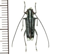 カミキリムシの一種　Glenea sp.  ♂  フィリピン(ミンダナオ島)