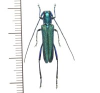 カミキリムシの一種　Glenea subviridescens　♀　 ベトナム(ベトナム中部）