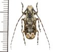 カミキリムシの一種 　Cerambycid species　♀　 ベトナム(ベトナム中部)