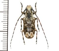 カミキリムシの一種 　Cerambycid species　♀　 ベトナム(ベトナム中部)