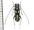 カミキリムシの一種　Glenea sp.  ♀  フィリピン(ネグロス島)