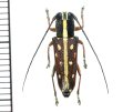 カミキリムシの一種　Glenea submajor　♀　フィリピン(ルソン島)
