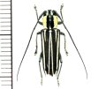 カミキリムシの一種　Glenea cylindrepomoides　♀　フィリピン(ルソン島)