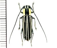 カミキリムシの一種　Glenea cylindrepomoides　♀　フィリピン(ルソン島)