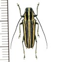 カミキリムシの一種　Glenea sp.  ♀  フィリピン(ルソン島)