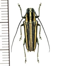 カミキリムシの一種　Glenea sp.  ♀  フィリピン(ルソン島)