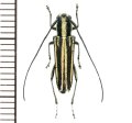 カミキリムシの一種　Glenea sp.  ♀  フィリピン(ネグロス島)