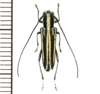 カミキリムシの一種　Glenea sp.  ♀  フィリピン(ネグロス島)