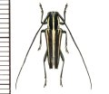 カミキリムシの一種　Glenea sp.  ♂  フィリピン(ルソン島)