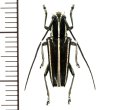 カミキリムシの一種　Glenea albovittata　♀　フィリピン(ルソン島)
