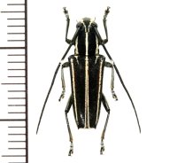 カミキリムシの一種　Glenea albovittata　♀　フィリピン(ルソン島)