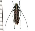 カミキリムシの一種　Glenea sp.  ♀　ラオス