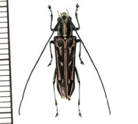 カミキリムシの一種　Glenea sp.  ♀　ラオス