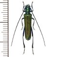 カミキリムシの一種　Glenea subviridescens  ♂　ラオス