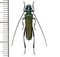 カミキリムシの一種　Glenea subviridescens  ♂　ラオス