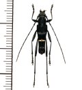カミキリムシの一種　Acrocyrtidus sp.　♂　 ベトナム(ベトナム中部)