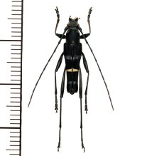 カミキリムシの一種　Acrocyrtidus sp.　♂　 ベトナム(ベトナム中部)