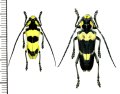 カミキリムシの一種 　Thermistis croceocincta　ペア　 ラオス