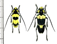 カミキリムシの一種 　Thermistis croceocincta　ペア　 ラオス