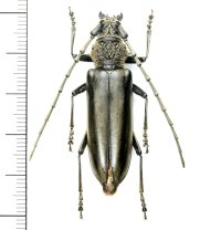 カミキリムシの一種　Nadezhdiella cantori  ♀　 ベトナム(ベトナム北東部)